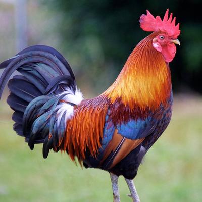featherduster