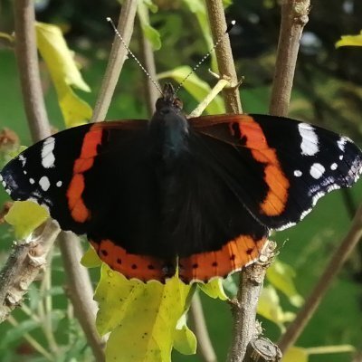 bugbuster42's avatar