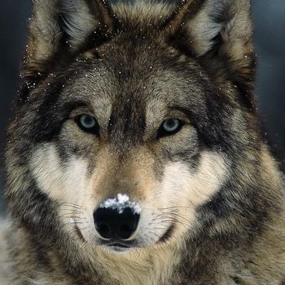 wolfinpdx's avatar