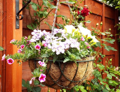 A basket of pink, lilac and white flowers hanging from the garden fence