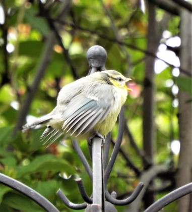 A baby blue tit wishing you a happy New Year