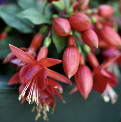 Closeup of a Fuchsia with its showy pendulous flowers in shades of red and purple to white. The hanging growth habit led to the popular name ladies' eardrop.