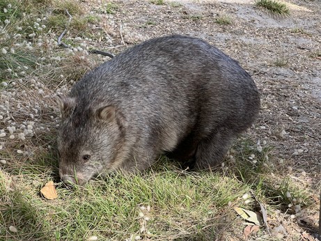 A wombat. A chonky wombat.