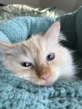 Close-up of Sunny’s face my flame point Ragdoll.