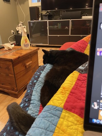 The same cat is lying beside me on top of the blanket. She is comfortable. There is a wooden Coffey table and a large TV stand and TV in the background.