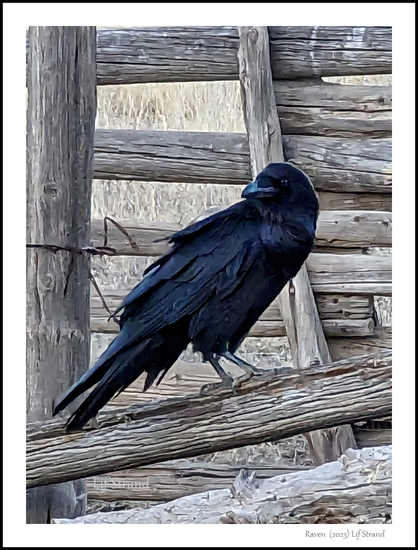 A raven sitting on a corral rail, looking back at me.