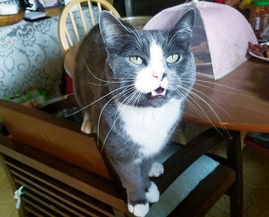 My gray tuxedo cat on kitchen chair, meowing at me.