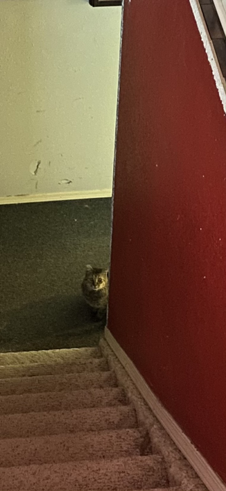 A very scruffy tabby sitting at the bottom of a stairwell, looking up