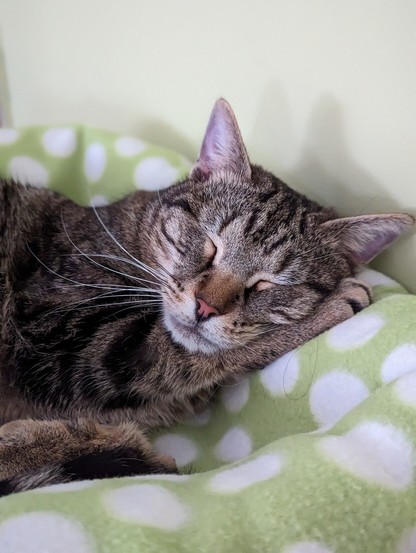 A Classic Tabby cat sleeping in his green polka dot fleece bed sporting some impressive whiskers. The wall behind him is light green.