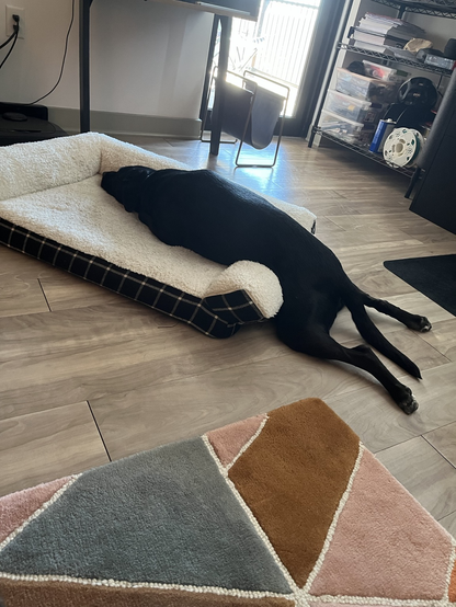 A black lab laying on his bed with his back legs hanging off like a complete dummy.