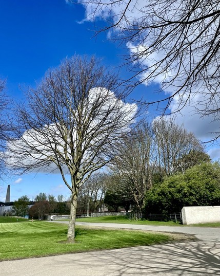 A tree on bright green grass by pavement, with trees and bushes in background and Phoenix Park Wellington monument on horizon. The sky is blue with two large white clouds.