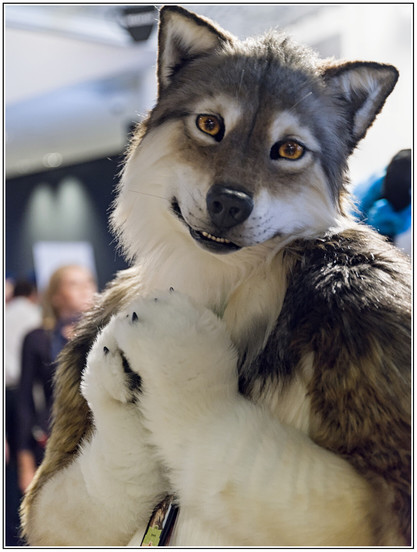 A wolf fursuiter portrait, the wolf clasping their hands together and looking at you, maybe they want pets?