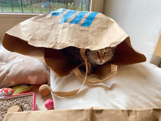 Lily in the bag and to the left tabby Leo, to the right Little Sonic (they are both her brothers).