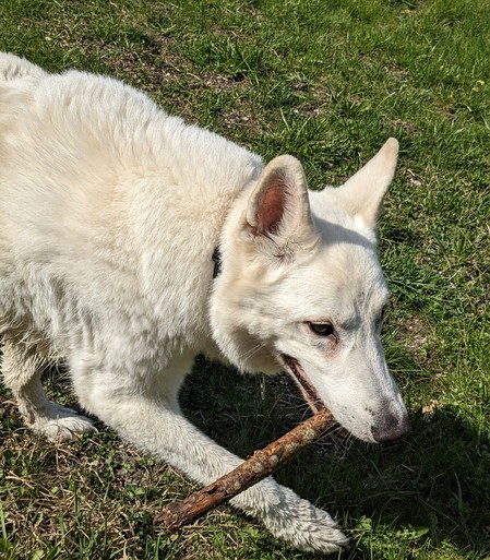 Ein weißer Schäferhund mit einem Stock im Maul.