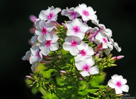 White Phlox with pink center, buds and green leaves on black background