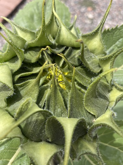 Close up of the sunflower bud mostly closed with a little bit of yellow petals showing through
