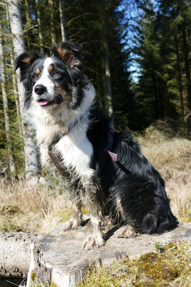 Zena sitting on a tree stump with trees in the background.