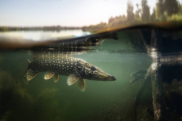 A photograph of a pike fish seen underwater. It has a dappled spot pattern on its side. The camera is placed so that half the shot is in the water and half is out of it. There are tree roots and other vegetation in the water near the fish