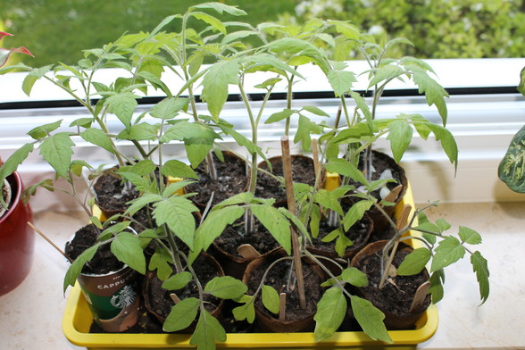 My tomatoes today, shortly before they will go outside permanently next weekend - tomato seeds gardening