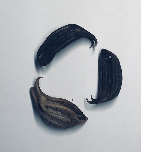 Three Cat's Claw seeds
