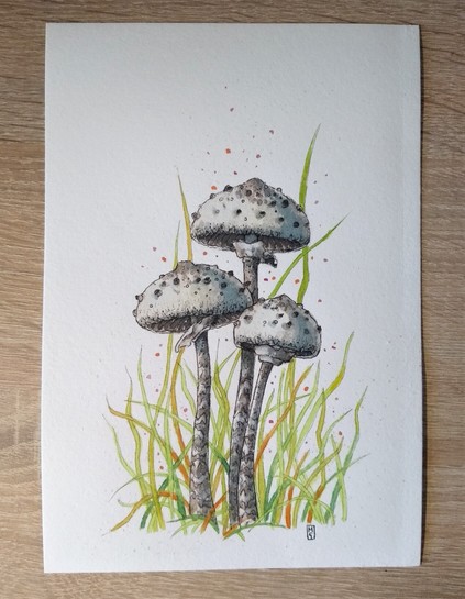 A watercolour and ink painting of mushrooms on white paper.