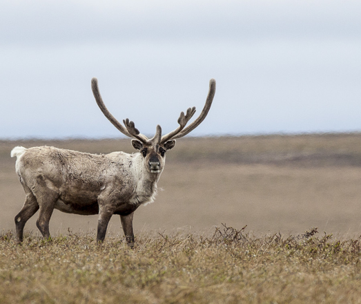 MOOSE. Photo by Bob Wick, Bureau of Land Management (CC BY 2.0)