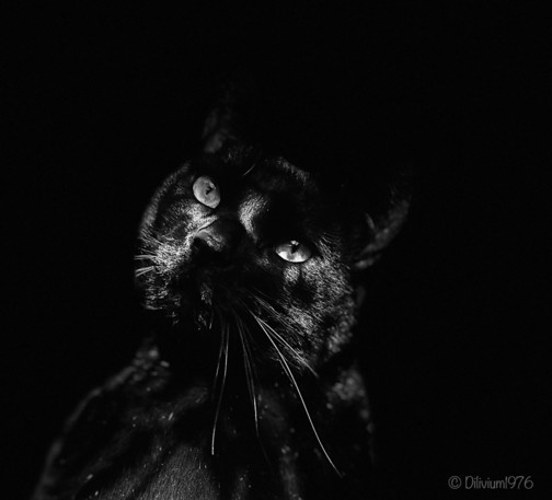 A black cat is looking to the side, holding its head at an angle. The whole background is black. Portrait photo.
Eine schwarze Katze schaut seitlich nach hinten und hält den Kopf schräg. Der ganze Hintergrund ist schwarz. Porträtfoto.