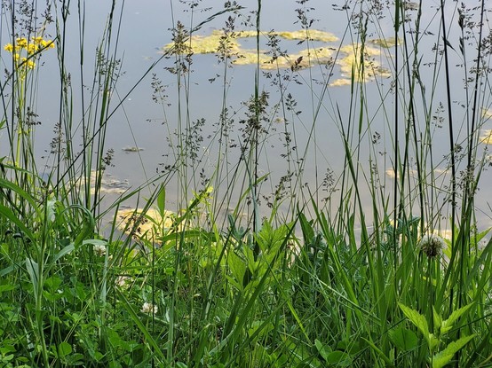 a photo of a pond visible through blades of grass and weeds.