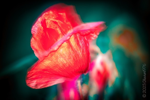 This is a close-up of a poppy flower (Papaver rhoeas). The colors are bright red, the background is dark green to black. The flower seems to be glowing from the inside. Selective blur throughout the image. The flower seems to be moving.
Dies ist eine Nahaufnahme einer Klatschmohnblüte. Die Farben sind hellrot, der Hintergrund dunkelgrün bis schwarz. Die Blüte scheint von innen heraus zu glühen. Selektive Unschärfe im gesamten Bild. Dadurch scheint sich die Blüte zu bewegen.