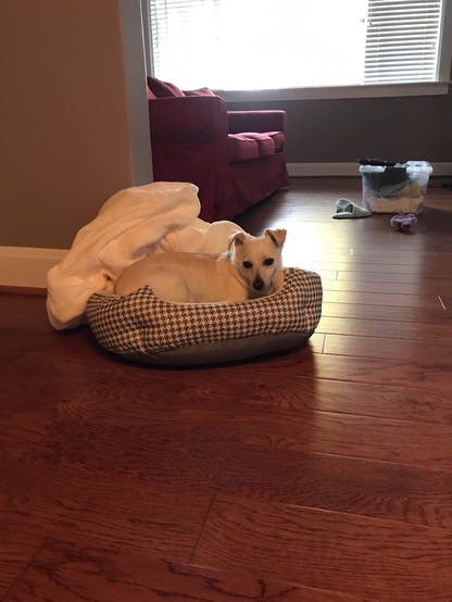 My rescue chihuahua mix dog (Layla) in her bed with a blanket.