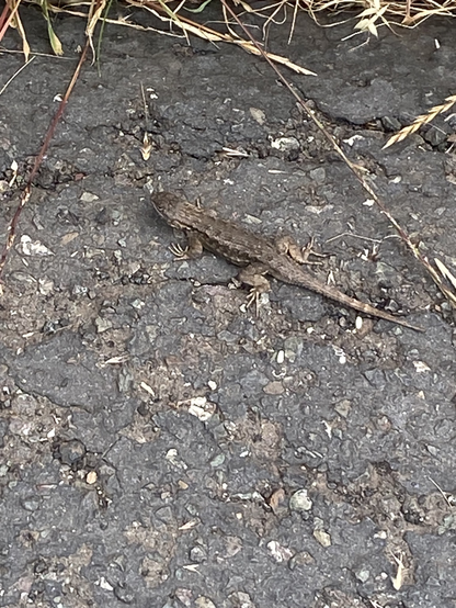 A western fence lizard