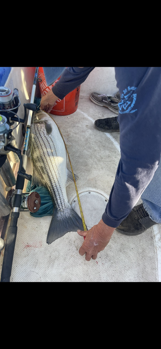 A freshly caught striped bass