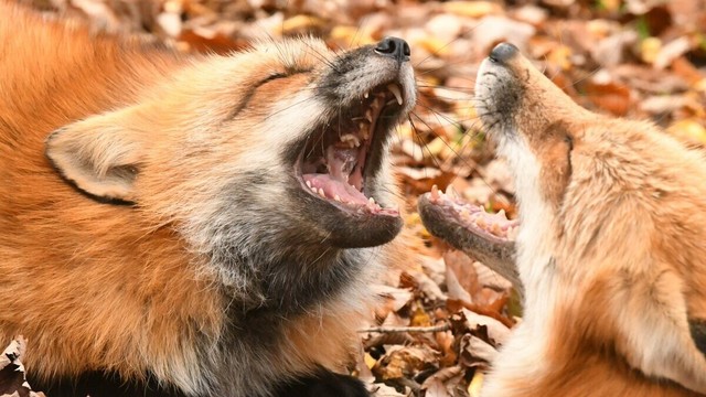 Two foxes yelling at each other