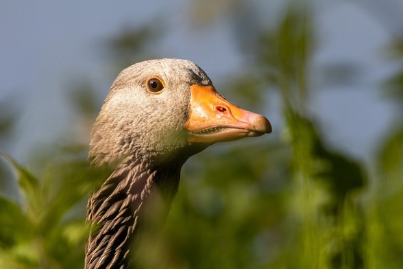 A Greylag Goose poking its head out of some tall grass. The bird is in focus and was photographed from eye level. There is out-of-focus grass all around.