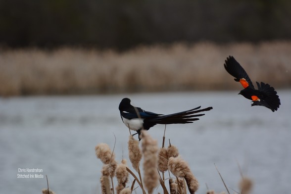 Red Winged Blackbird Territorial with a Magpie
They do this with hawks too.
Canada Wetland
Chris Handrahan (Stitched Ink Media)
Nikon D7100
#StitchedInkMedia #Blackbird #Books #Nature #Science #Environment #Biodiversity #Wetland #Culture #Wildlife #Birds #Photography #NaturePhotography #Flipboard #Artists #PhotoOfTheDay #Canada #Prairies #Arts #ArtMatters #WildlifePhotography #Aesthetics #FediArt #StitchedInkPhotos #artistsofmastodon #Fediverse #birdsofmastodon #Bird #bird #Magpie
