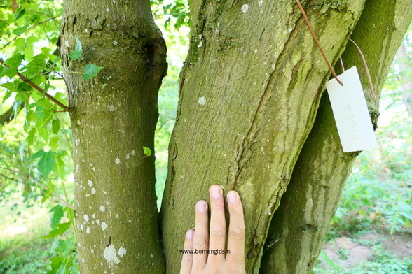 bast-bark-rinde-ecorse-corteza