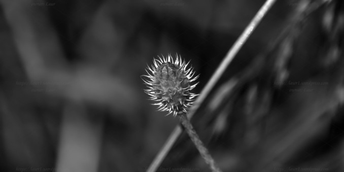 Nature, black and white, photo
