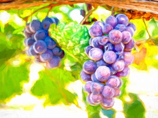 Red Wine Grapes - Painterly
This is an image of some grapes that will soon be pressed into red wine shortly.
The image is framed at the top by a thick limb from an older grape vine.
There are two bunches in this view. The focus is on the near bunch with a shallow depth of field most other details in the image are soft.
I enhanced that softness by digitally giving this image a painterly effect.
The image is bright and colorful with beautiful purple grapes and bright green leafs.