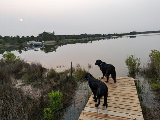 Photo of a hazy sunrise over Harris Creek, sun rising low to the left, yellow orange.
Sky is grey yellow and covered with a high layer of smoke blown down from the Canadian forest wildfires.
In the foreground Miles and Jon two black Flat-Coated retrievers stand on the wood walk and look down at the persistent high flood tide submerging the marsh and are sadly not swimming.