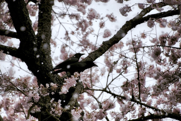 Two crows perched side by side, viewed in profile, at the top of the dark brown trunk of a Japanese flowering cherry tree. The birds are surrounded by branches heavy with clusters of pale pink blossoms as individual pink petals drift down around them.