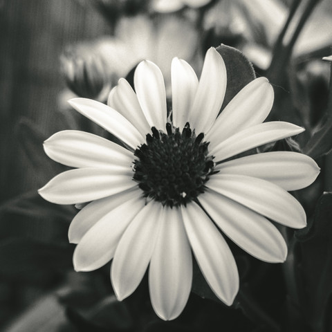 In a close-up black and white shot, a Bornholm Daisy (Osteospermum ecklonis, Syn.: Dimorphotheca ecklonis DC.) takes center stage. The delicate petals of the daisy are clearly visible, forming a harmonious pattern. The background is completely blurred, directing full attention to the flower. The scene captures the subtle beauty of the daisy, creating a calm and focused atmosphere.

In der Nahaufnahme einer Schwarzweiß-Aufnahme zeigt sich eine Bornholmmargerite (Osteospermum ecklonis, Syn.: Dimorphotheca ecklonis DC.). Die zarten Blütenblätter der Margerite sind deutlich erkennbar und bilden ein harmonisches Muster. Der Hintergrund ist verschwommen, wodurch die Aufmerksamkeit vollständig auf die Blume gelenkt wird. Die Szene fängt die subtile Schönheit der Margerite ein und erzeugt eine ruhige und fokussierte Atmosphäre.