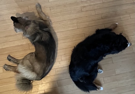 An aerial view of two dogs sleeping on a wooden floor. They have their backs to each other. The dog on the left, a Leonberger, is various shades of brown with a black snout. The other dog, a Bernese Mountain Dog, is mainly black with white tips on his paws and snout, and brown on his legs.