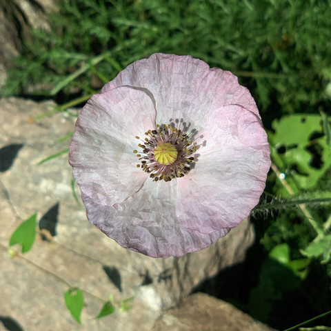 Amazing grey poppy