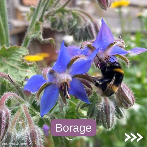 Bumblebee feeding on blue borage flower