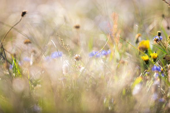 Blurry meadow on a sunny morning with blue and yellow blossoms