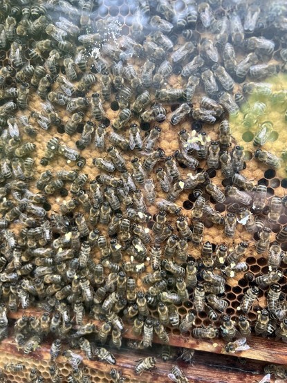 Ein Blick in einen Bienenstock
