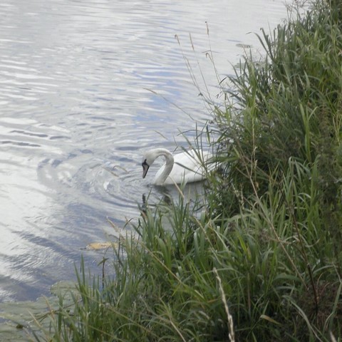 A mute swan in classic swan-necked pose floating on a field drain with steep grassy banks.