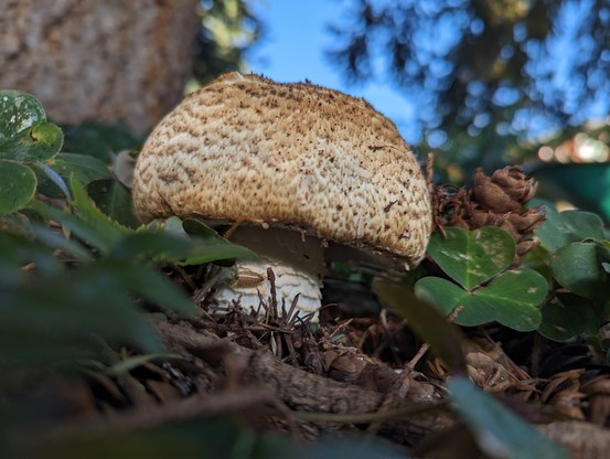 A mushroom growing amid oxalis and sword fern