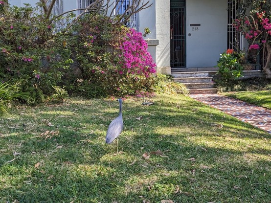 A white-face heron in a front yard