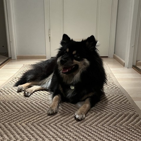 Photo showing Finnish lapphund lying on a rug looking sidedays at the camera, similar pose as the famous doge shiba.
